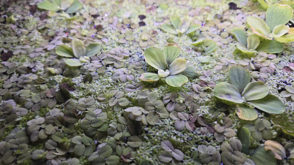 Easy Aquarium plants