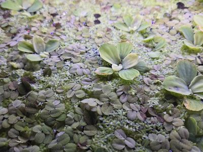 Easy Aquarium plants