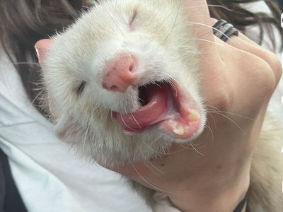 Ferret And Supplies
