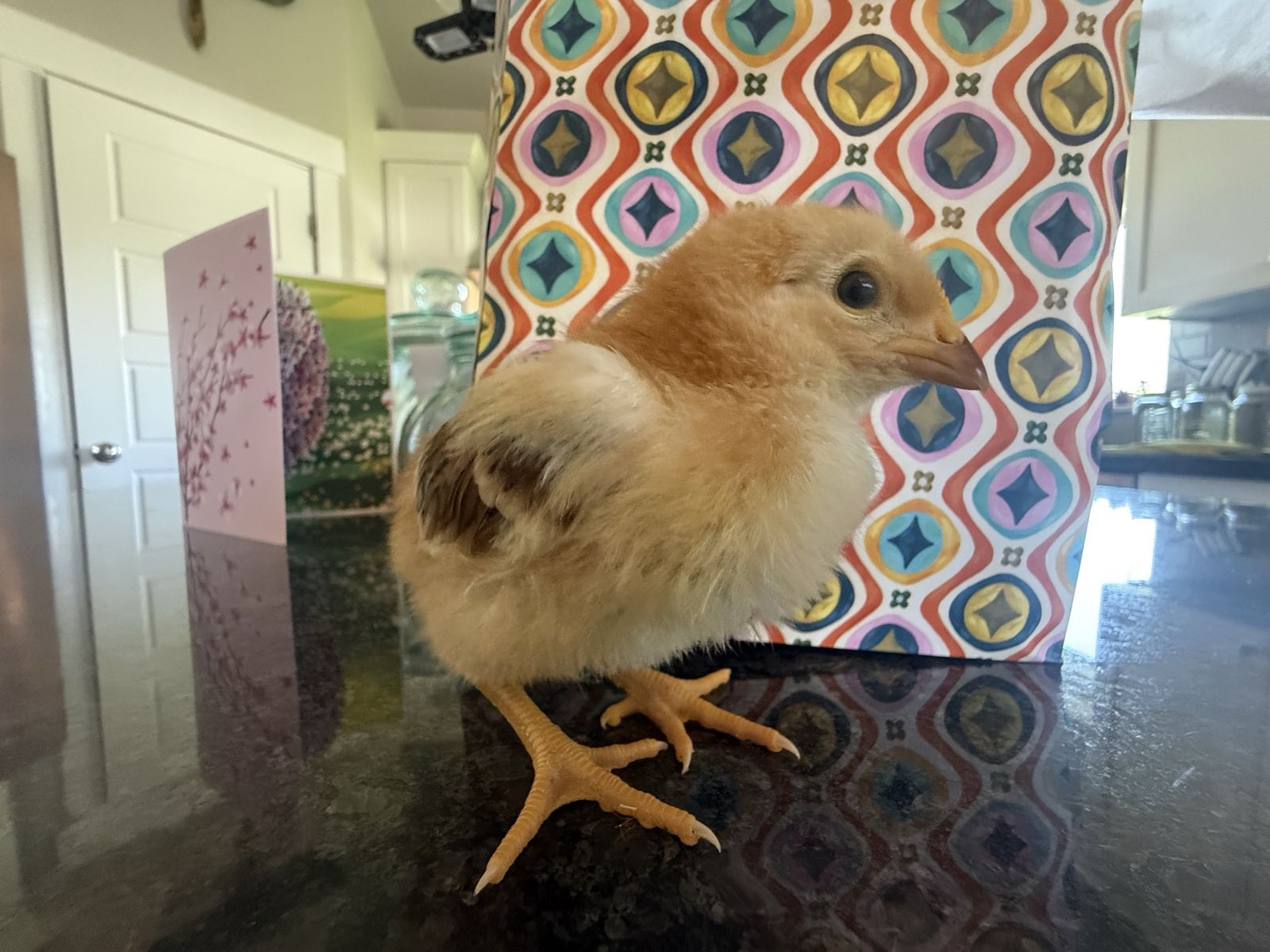 Free Rooster. Born June 16th. Rhode Island Red