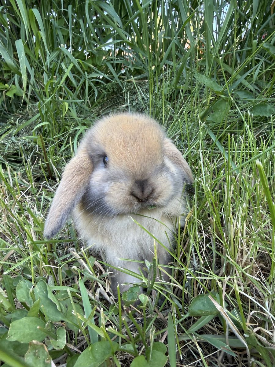 Pedigree black torte holland lop doe