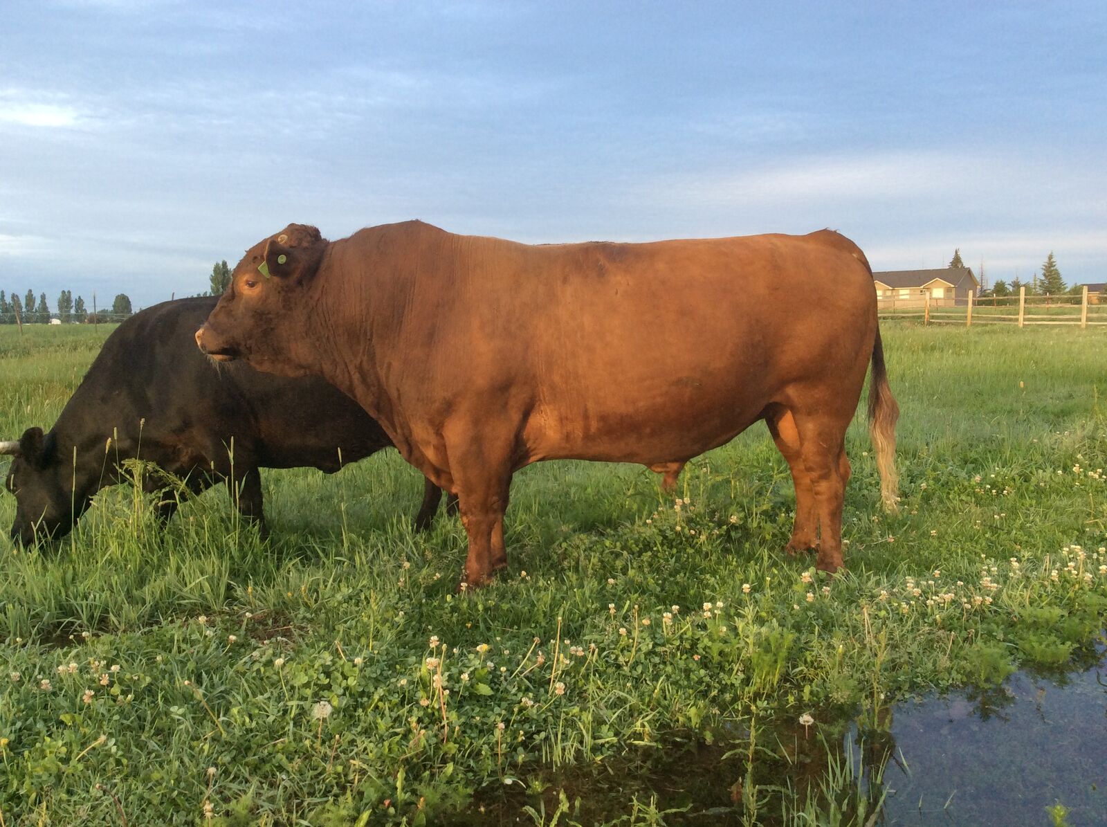 Deter Semen for Sale