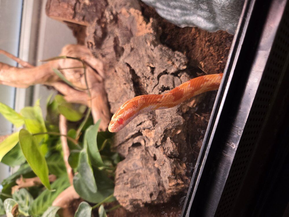 Cornsnake