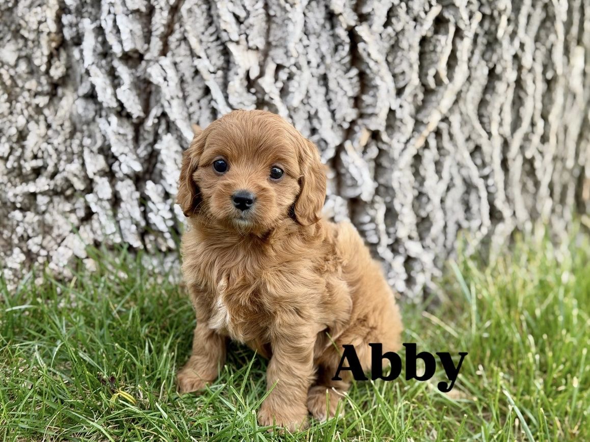 Cutest F2 Cavapoo!
