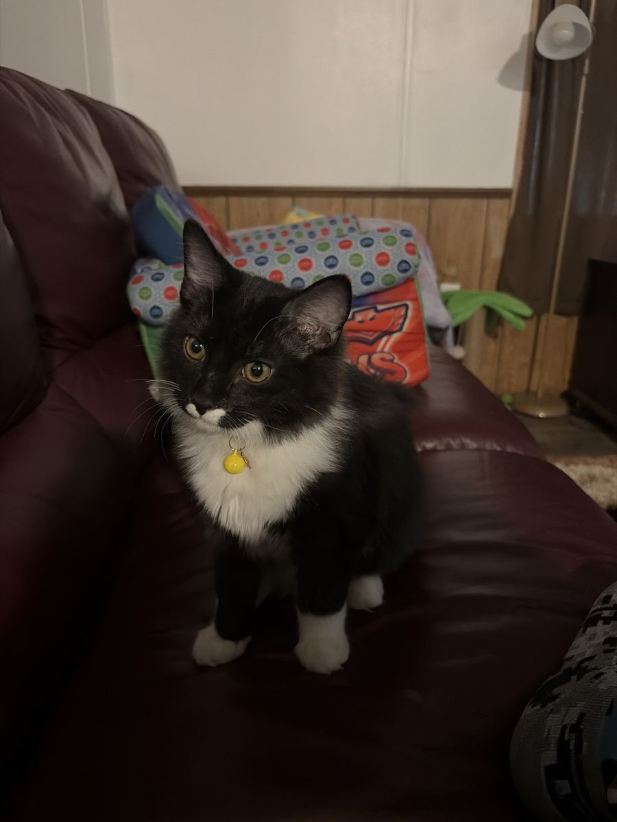 Rascal the kitten