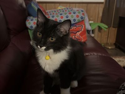 Rascal the kitten
