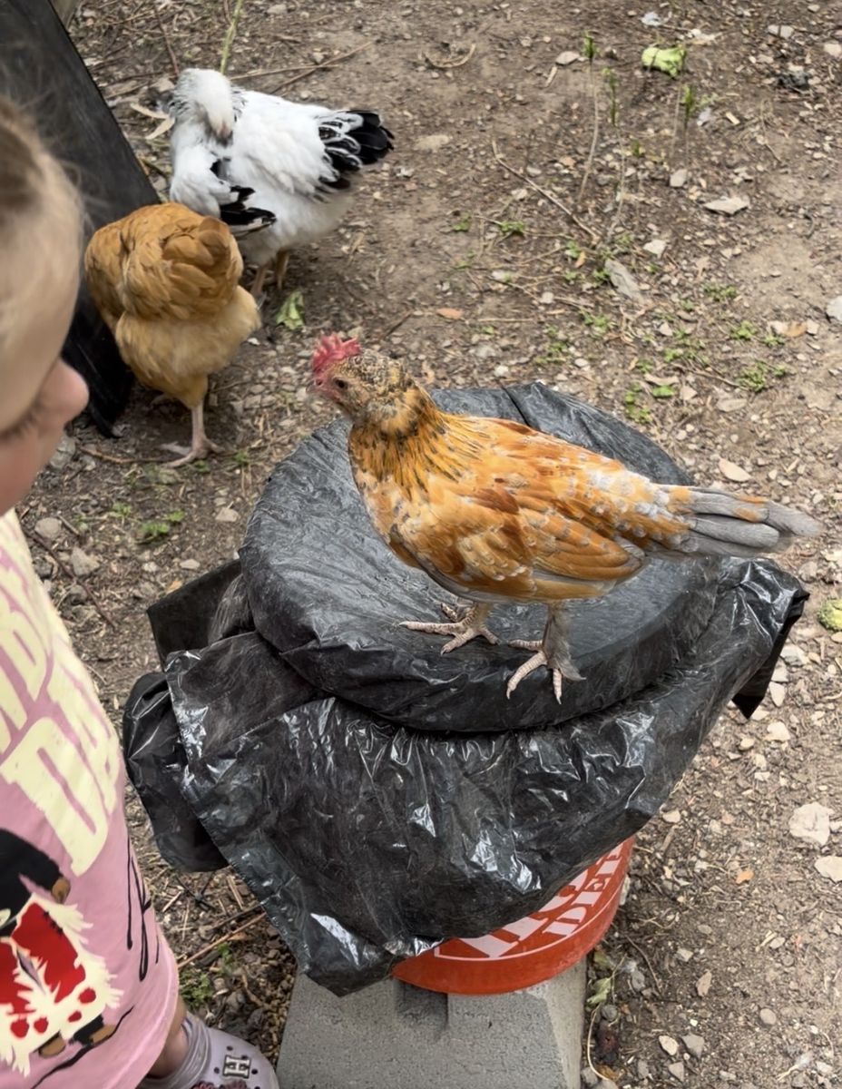 Serama Kikiriki Cockerel Rooster