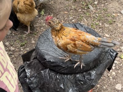 Serama Kikiriki Cockerel Rooster