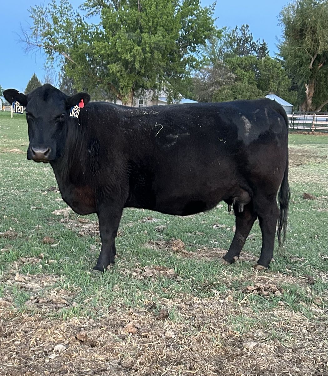 Purebred Angus- Sim/Angus Pairs
