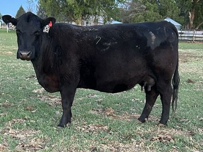 Purebred Angus- Sim/Angus Pairs