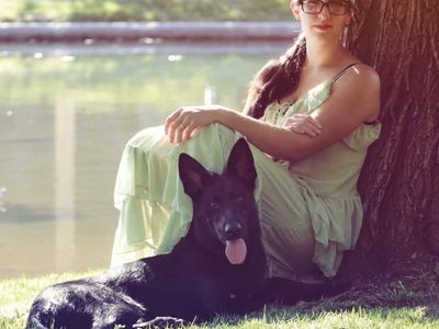 German Shepherd