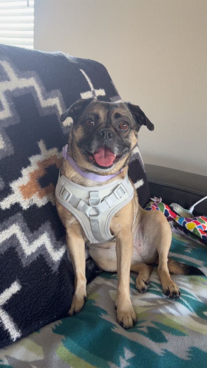 Pug mix Free to a loving home
