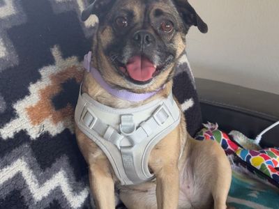 Pug mix Free to a loving home