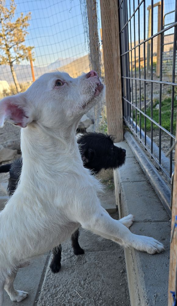 Terrier Mix (Spanky and Alfalfa Bonded Pair Adoption)