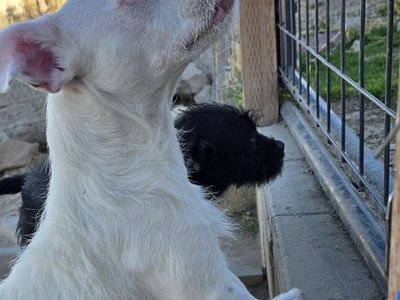 Terrier Mix (Spanky and Alfalfa Bonded Pair Adoption)