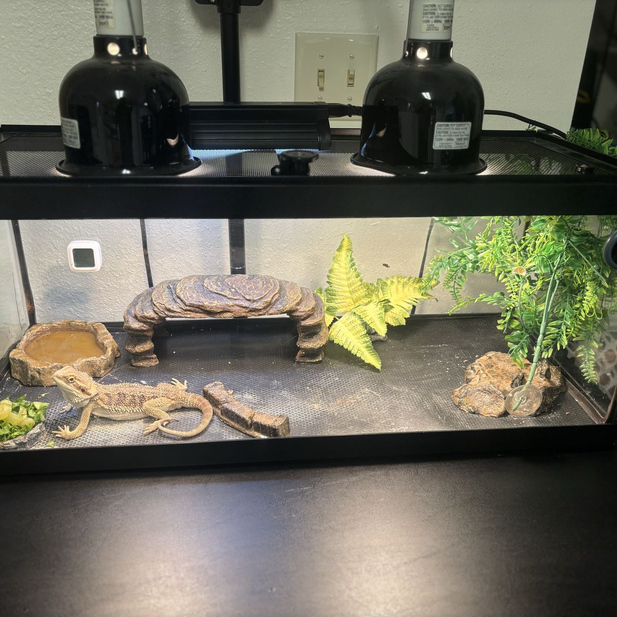 9 Month Old Bearded Dragon