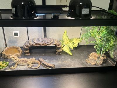 9 Month Old Bearded Dragon