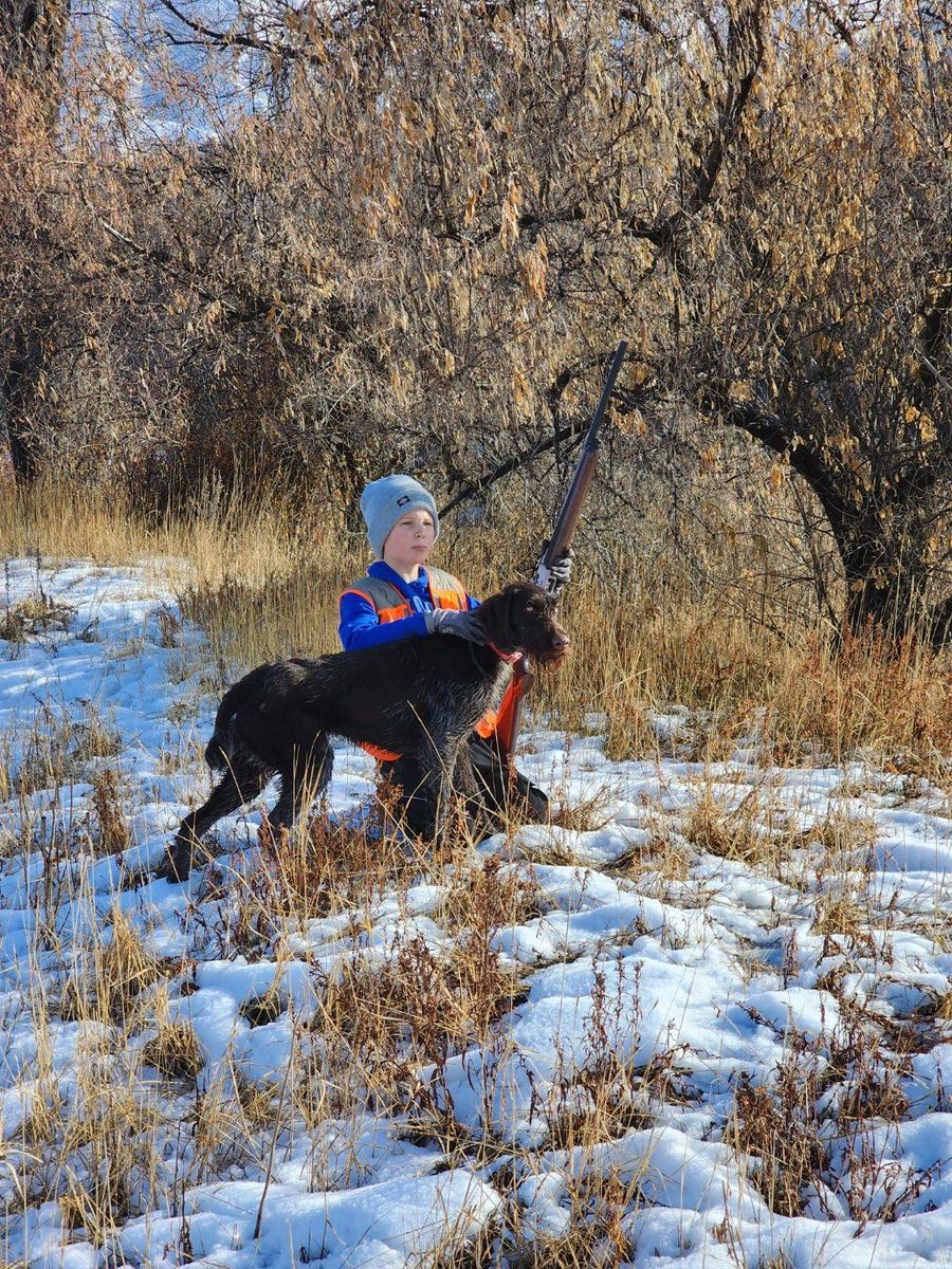 German Wirehair/Drahthaar Female