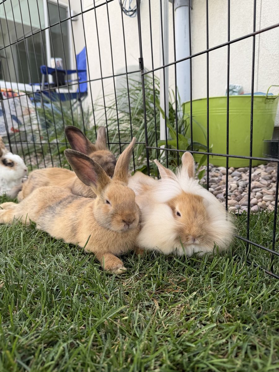 Male Lionshead mix 
