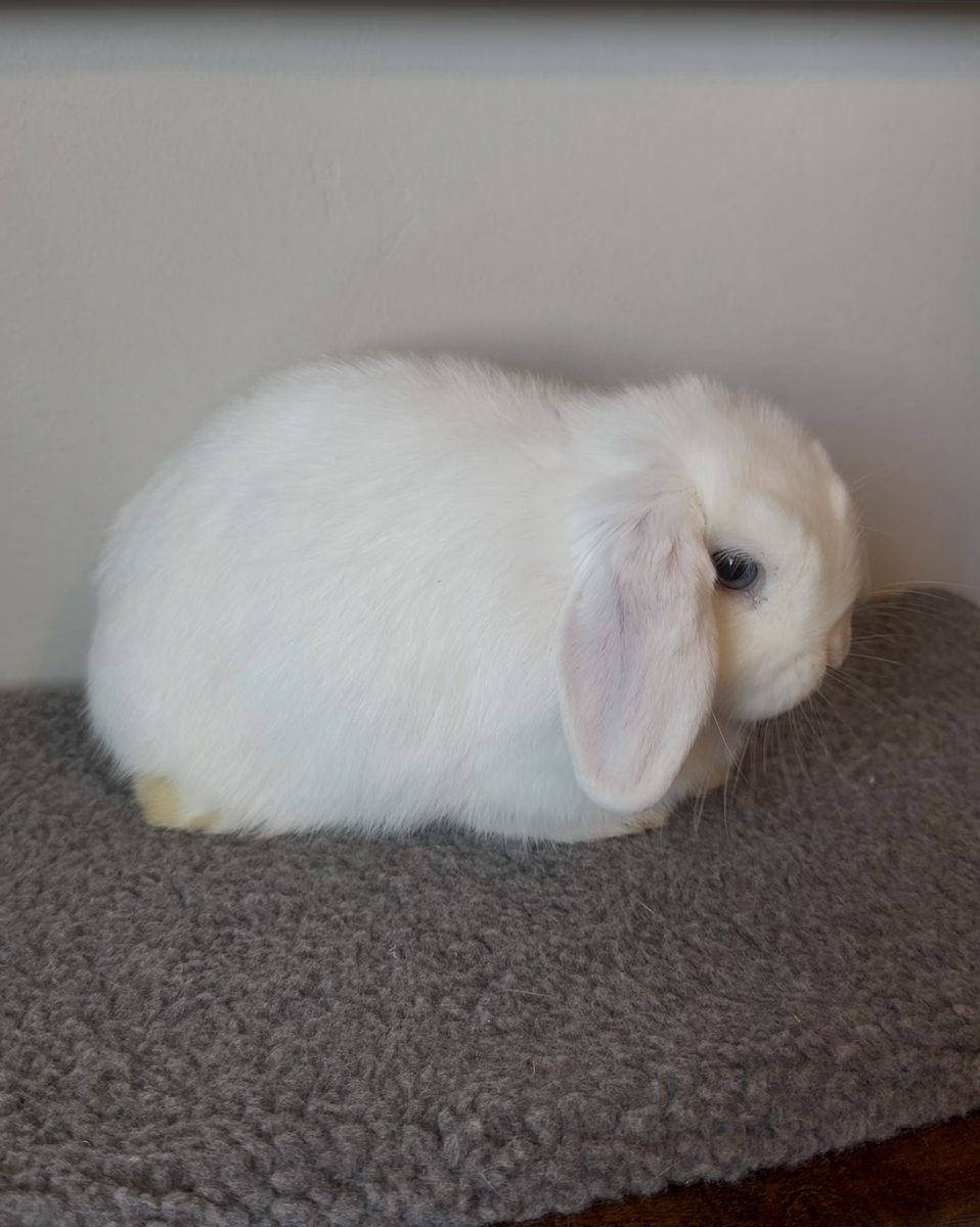 14wk old Holland Lop Doe