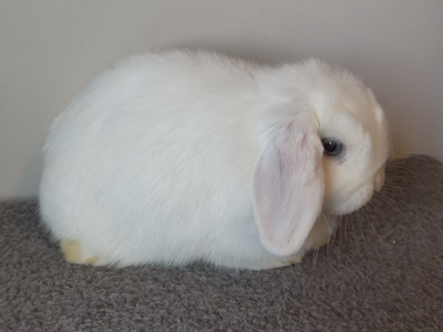 14wk old Holland Lop Doe