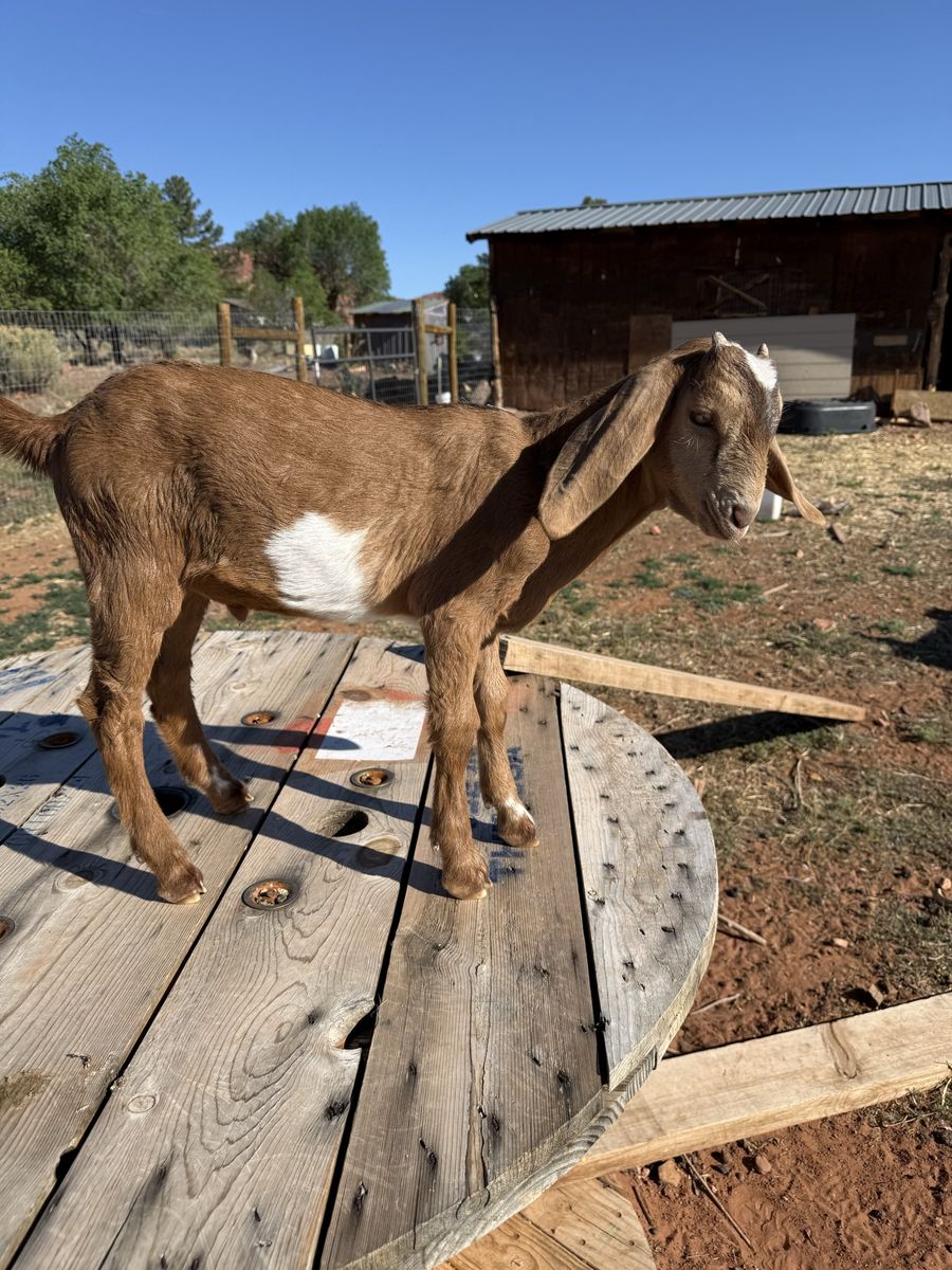 Nubian Goats