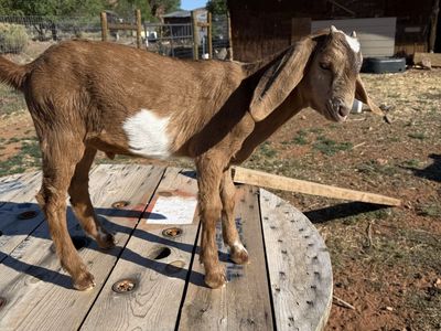 Nubian Goats