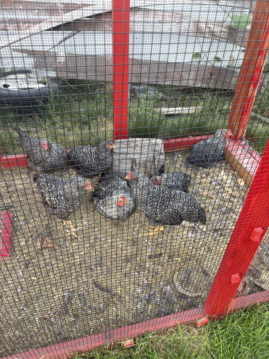 Roosters