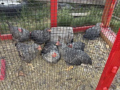 Roosters