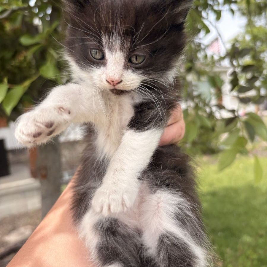 Very socialized Kittens!!!  Good mousers!