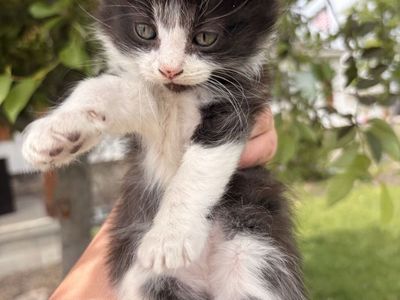Very socialized Kittens!!! Good mousers!