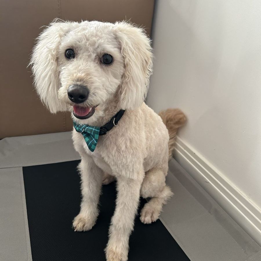 One year old male Labradoodle!
