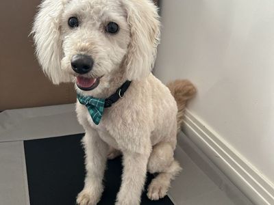 One year old male Labradoodle!