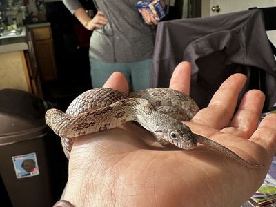 Eastern Rat Snake
