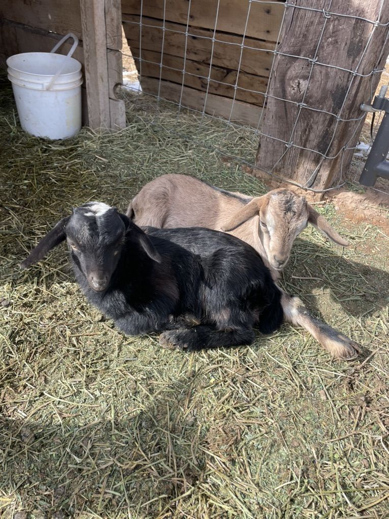 Baby Goats
