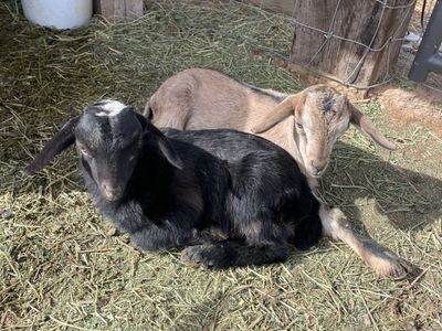 Baby Goats