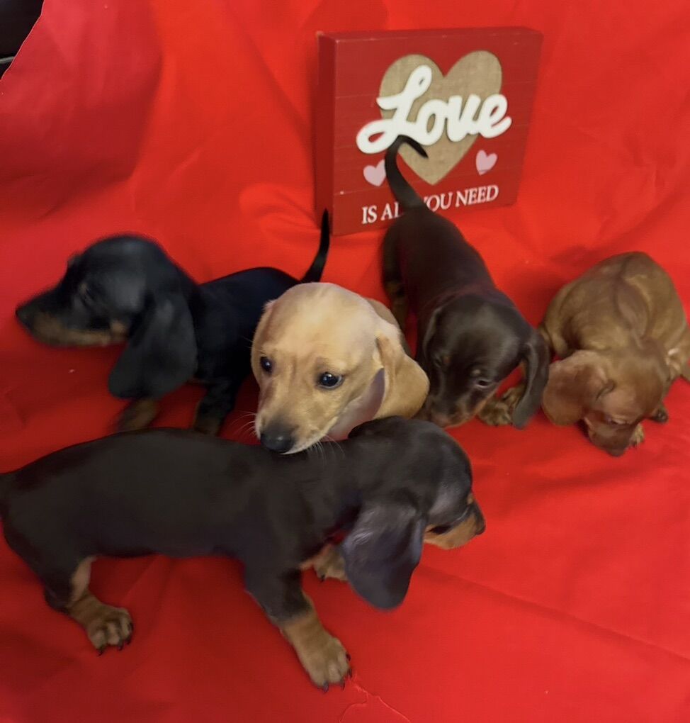 Mini Dachshund Babies