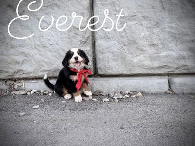 AKC Bernese Mountain dog girl - Champion lines