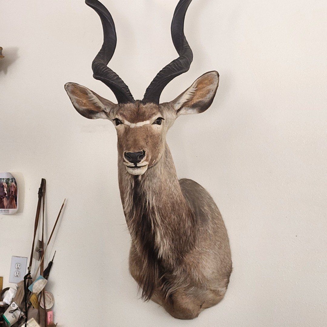 African Kudu