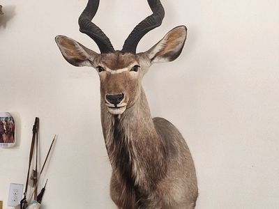 African Kudu