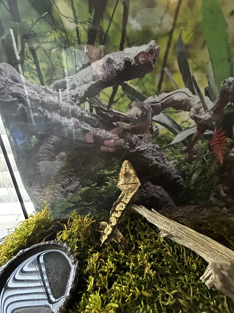 Gecko, Cage, Fogger, Timer