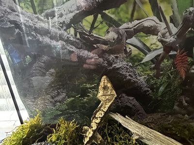 Gecko, Cage, Fogger, Timer