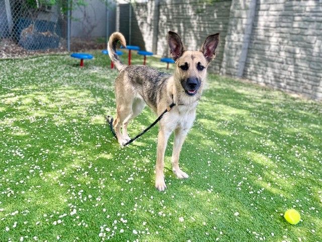 A160696 Osita is Available for Adoption!