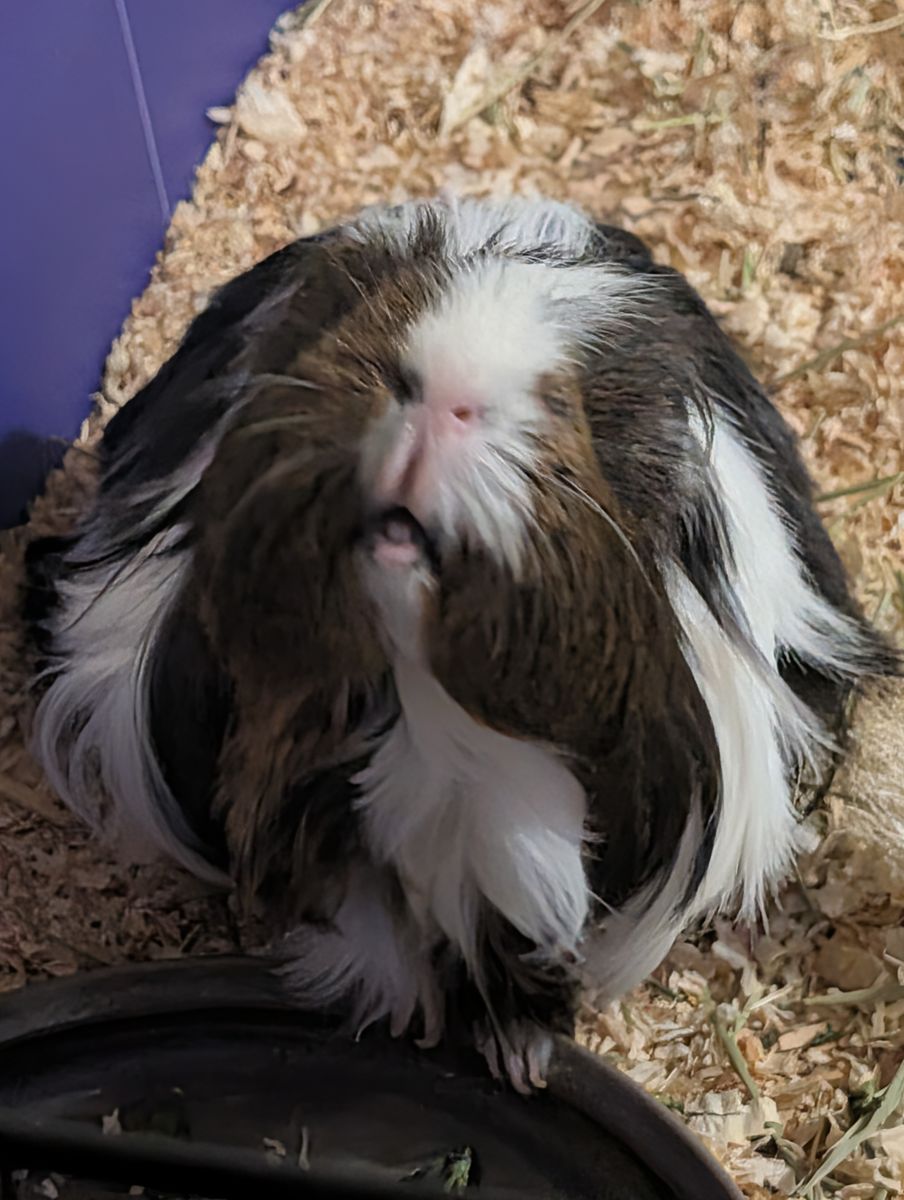 Sweet loving Guinea 