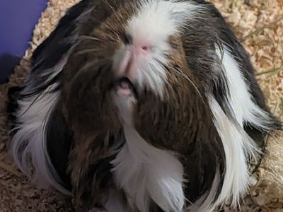 Sweet loving Guinea