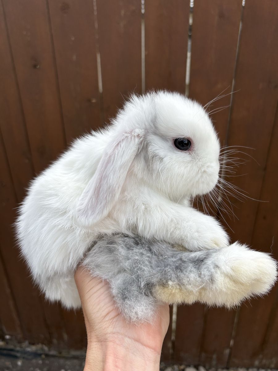 Holland lop bunny