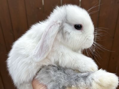 Holland lop bunny