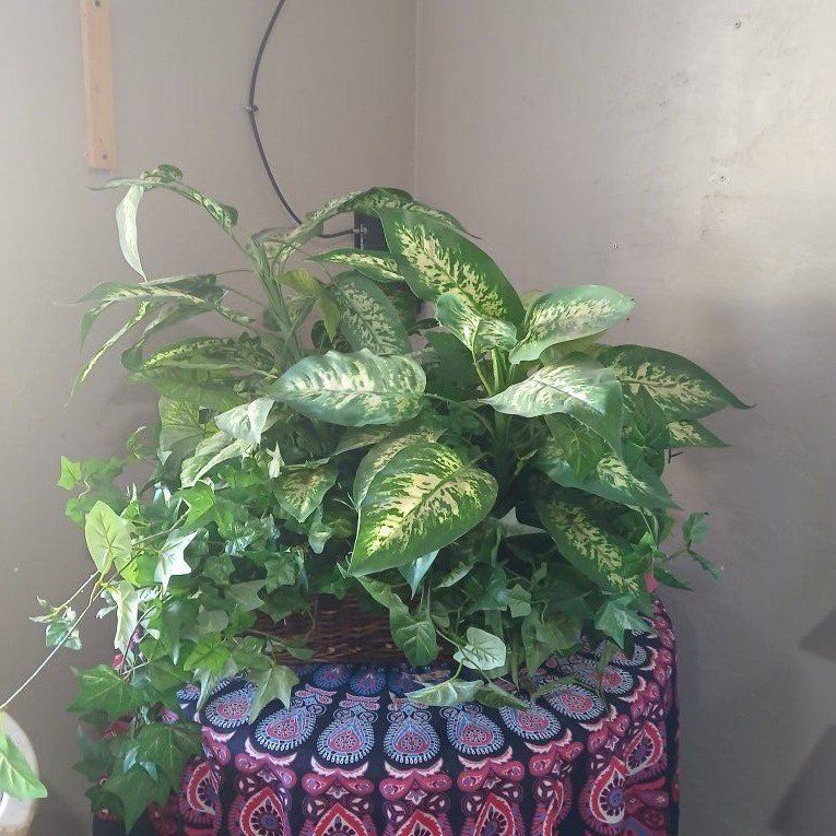 large fake plant