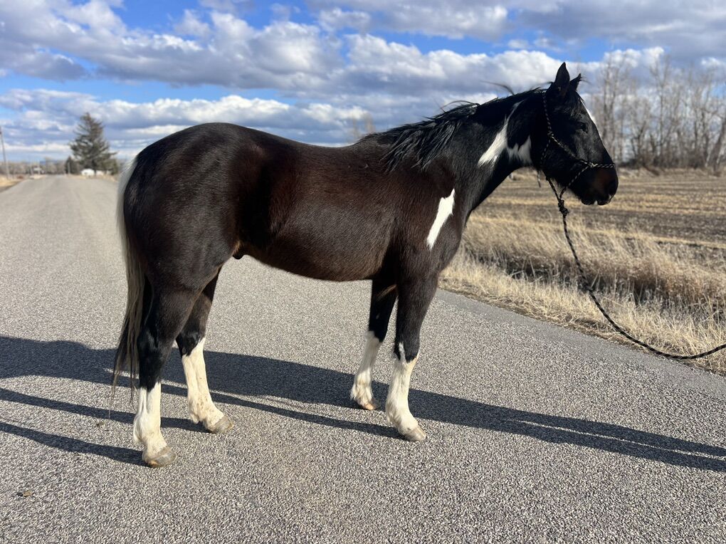4yr APHA Gelding