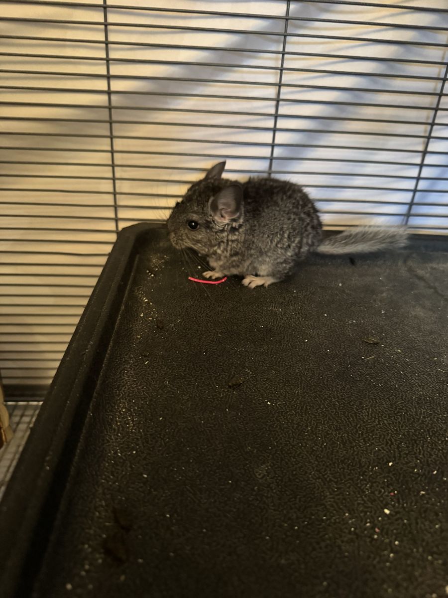 Baby chinchillas
